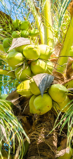 coconut tree